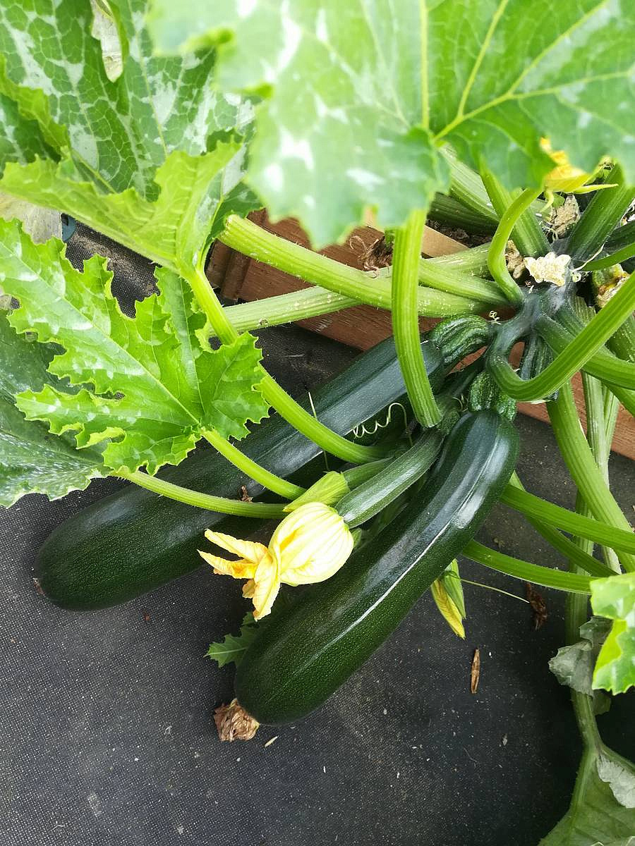 кабачок цуккини Нефрит